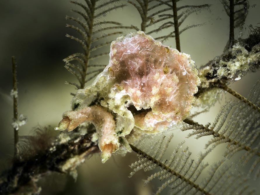 Lomanotus sp. B